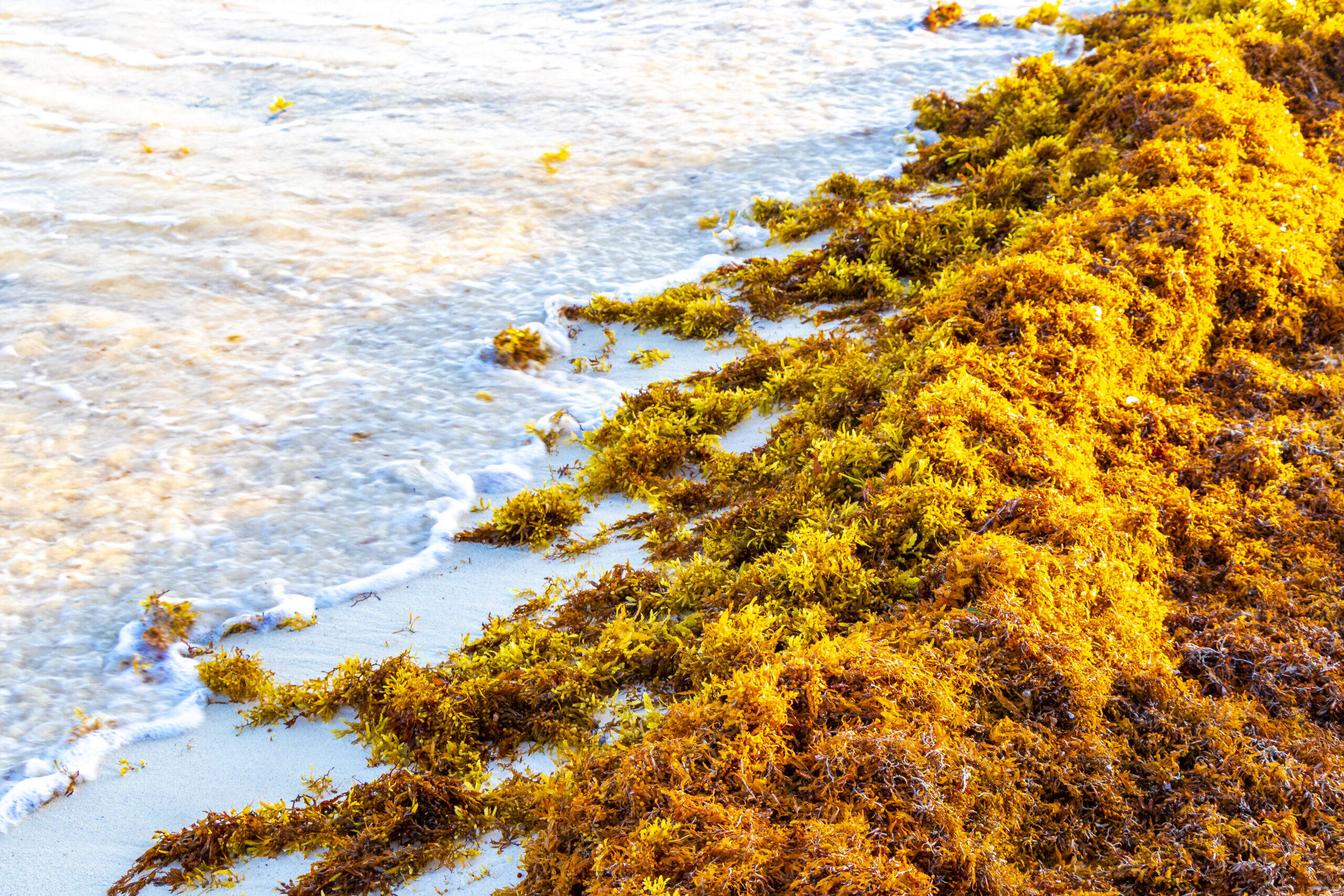 Beginner’s Guide to Sea Moss: What It Is and How to Use It